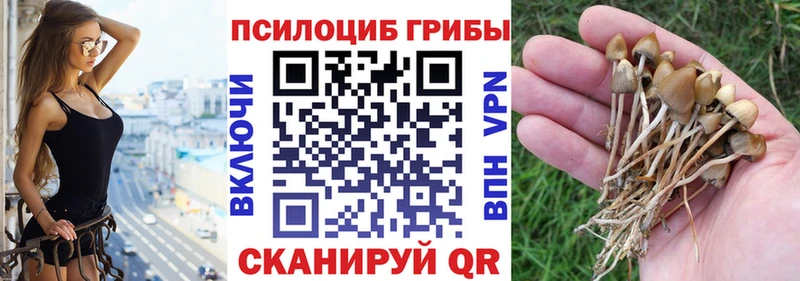 Псилоцибиновые грибы GOLDEN TEACHER OMG как зайти Шимановск где продают